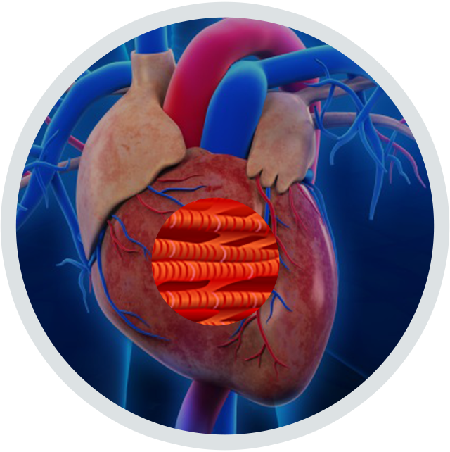 Cardiomyocytes