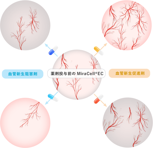 （血管新生阻害剤）　（薬剤投与前のMiraCell-EC）　（血管新生促進材）